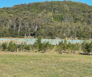 Picture of Protecting and enhancing our Environment